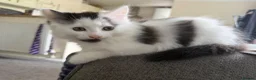 Mixed Breed cats for sale: Gorgeous black and white kittens  - Advert 3