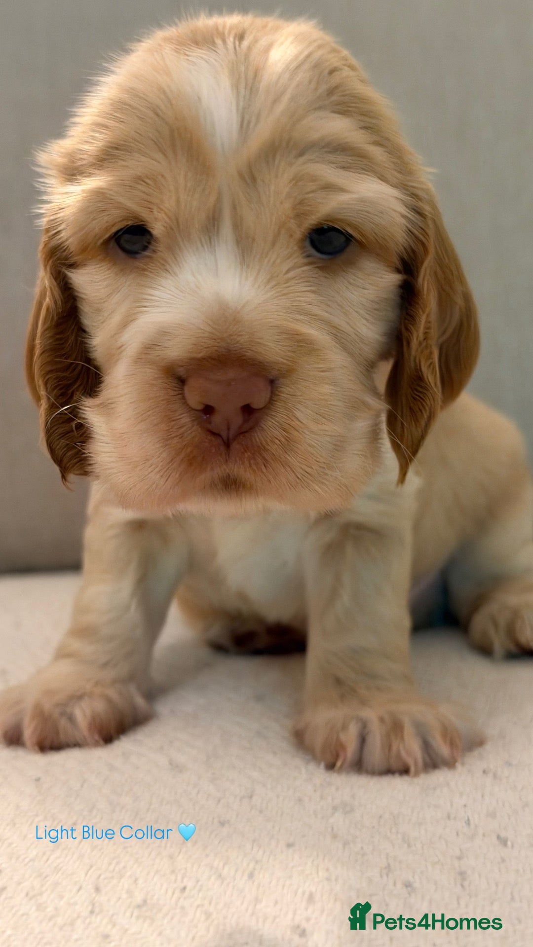Cocker Spaniel dogs KC Reg - Golden Show Type Cocker Spaniel Puppy’s  - Advert 2