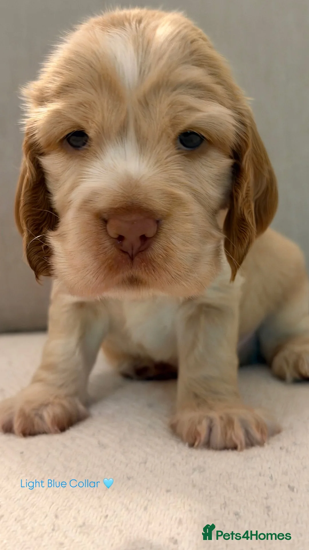 Cocker Spaniel dogs for sale: KC Reg - Golden Show Type Cocker Spaniel Puppy’s  in Tonbridge - Advert 2