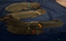 French Bulldog dogs for sale: French Bulldogs - Image 4