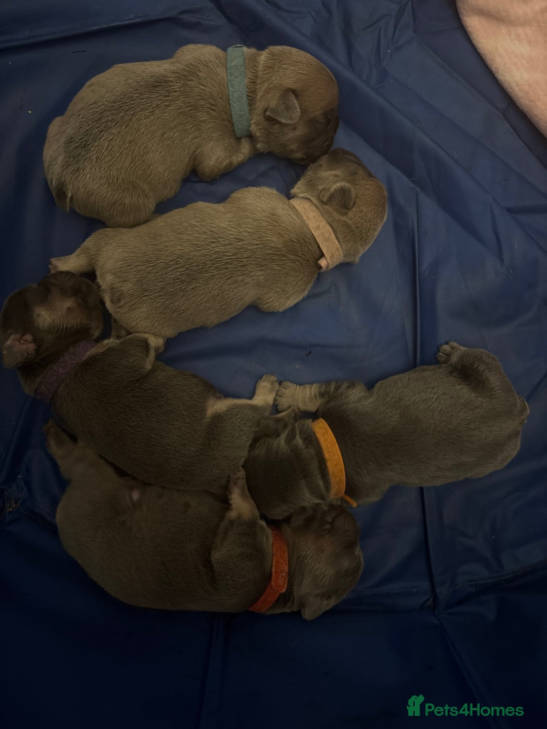 French Bulldog dogs for sale: French Bulldogs - Image 4