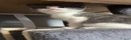 British Shorthair cats for sale: 4 lovely kittens ready to be rehomed - Advert 11