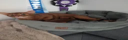 Abyssinian cats for sale: Stunning Female for Breeding  - Advert 5