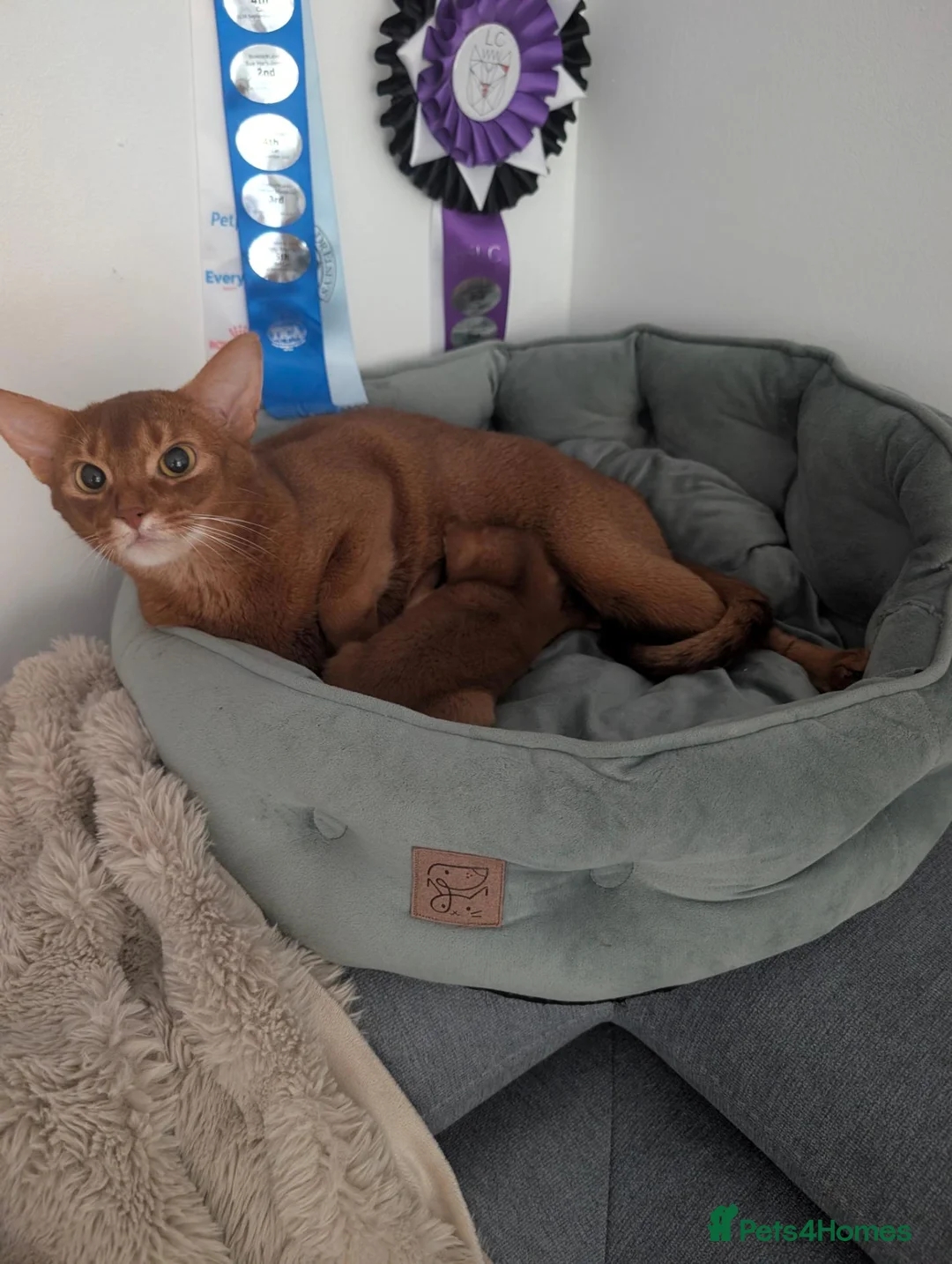Abyssinian cats for sale: Stunning Female for Breeding  - Advert 5