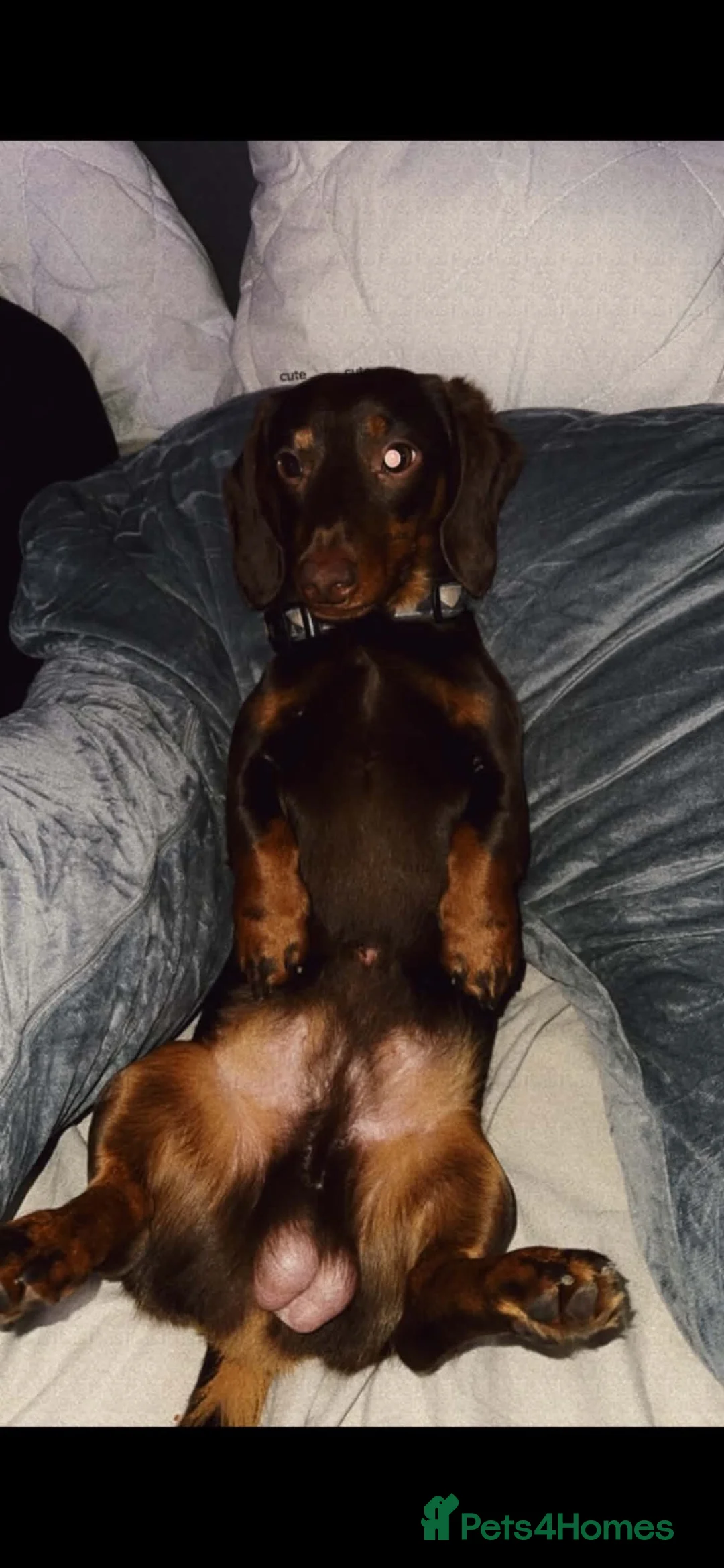 Miniature Dachshund dogs for stud: Miniature dachshund for stud - Advert 2