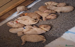 Cockapoo dogs for sale: F1b fully dna health tested toy cockapoos  - Image 7