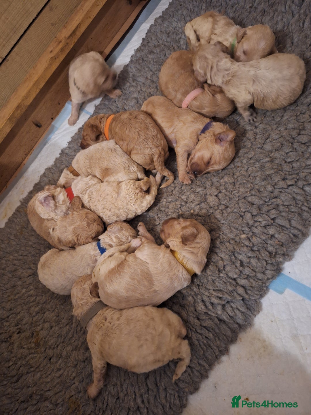 Cockapoo dogs for sale: F1b fully dna health tested toy cockapoos  - Image 7
