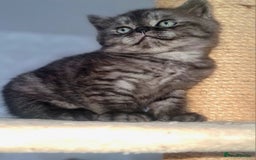 Scottish Fold cats for sale: TICA registered females 😸😽🐱 - Image 6