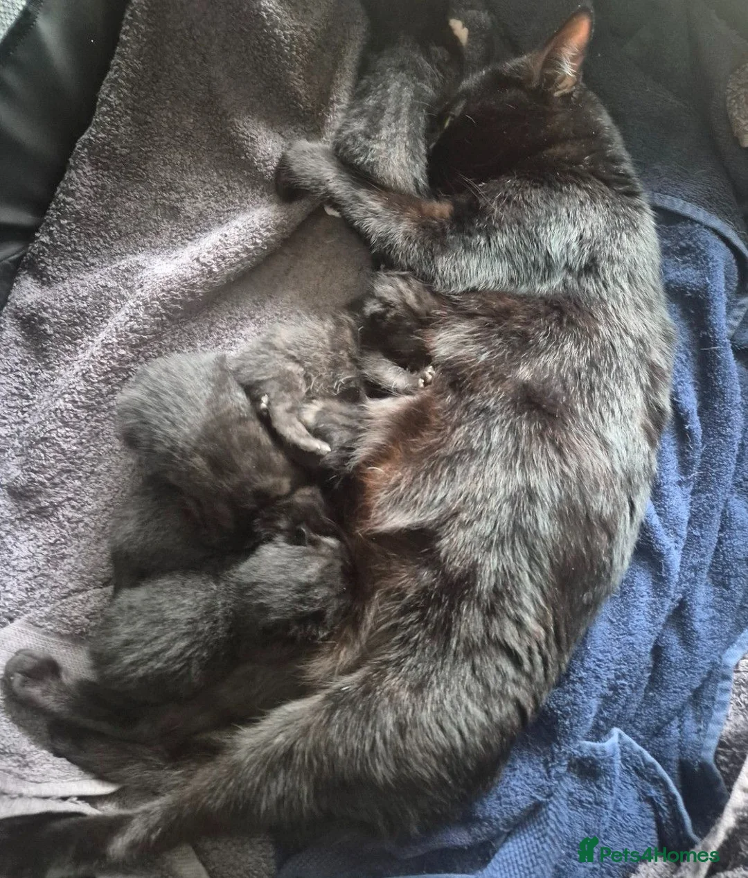 Mixed Breed cats for sale: 5 gorgeous black and white kittens  - Advert 27