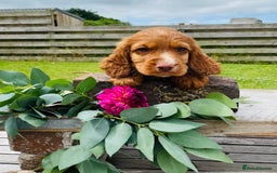 Cocker Spaniel dogs for sale: Handsome Golden Cocker Boys - Image 15