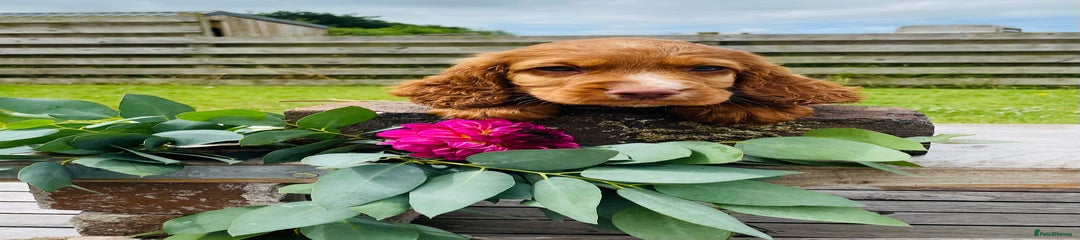 Cocker Spaniel Puppy 4