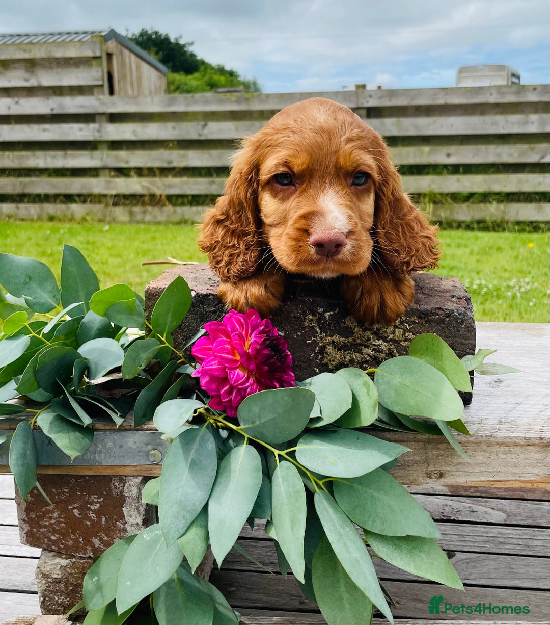 Cocker Spaniel dogs for sale: Handsome Golden Cocker Boys - Image 15
