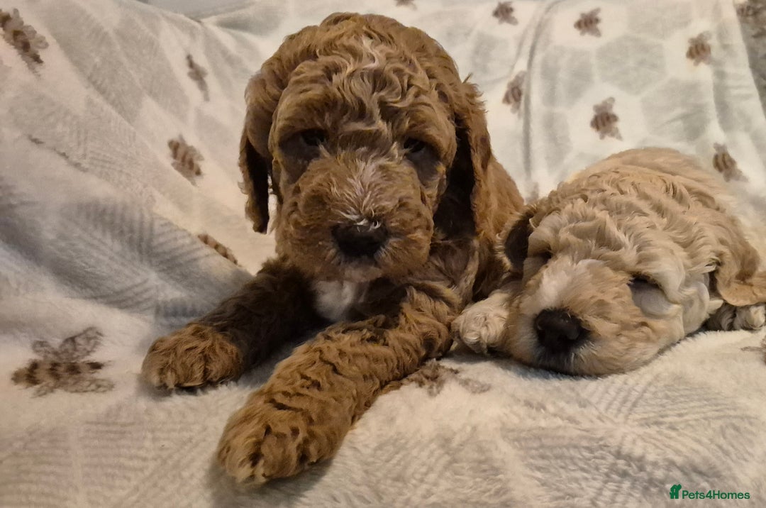 Australian Labradoodle dogs for sale: LAST ONE BOY - Australian Labradoodle Puppies  - Advert 29
