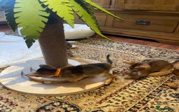 Abyssinian cats for sale: 🏆🥇🏵️Top Quality Champion Lines Abyssinian - Image 27