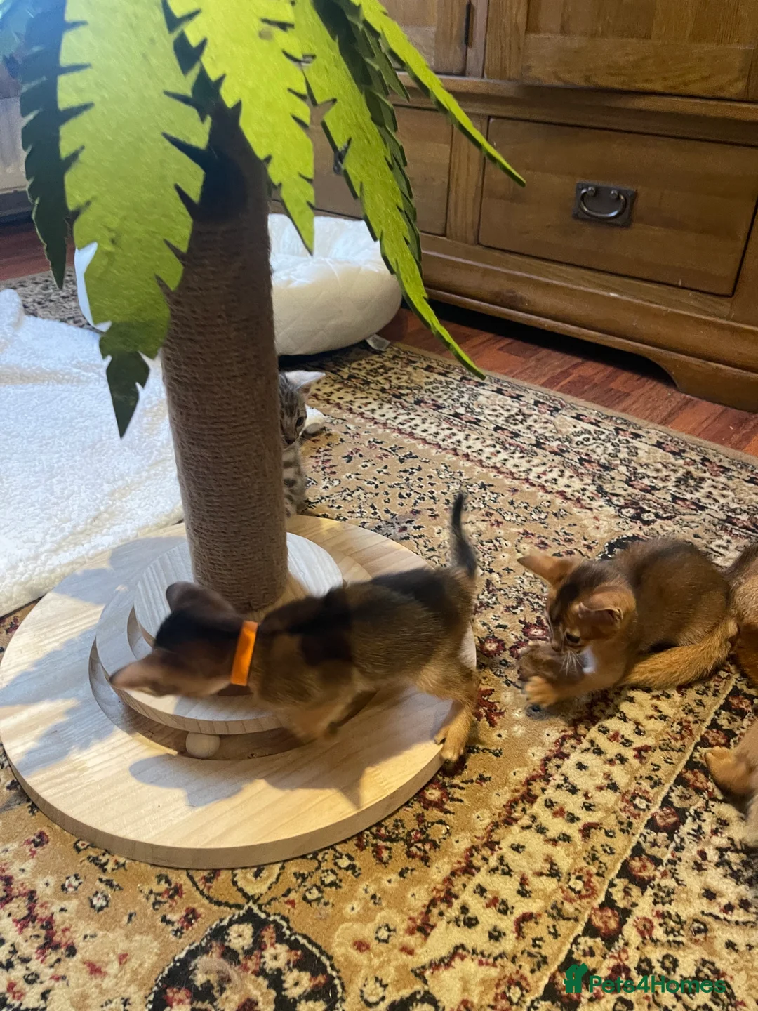 Abyssinian cats for sale:  🏆🥇🏵️Top Quality Champion Lines Abyssinian  - Advert 21