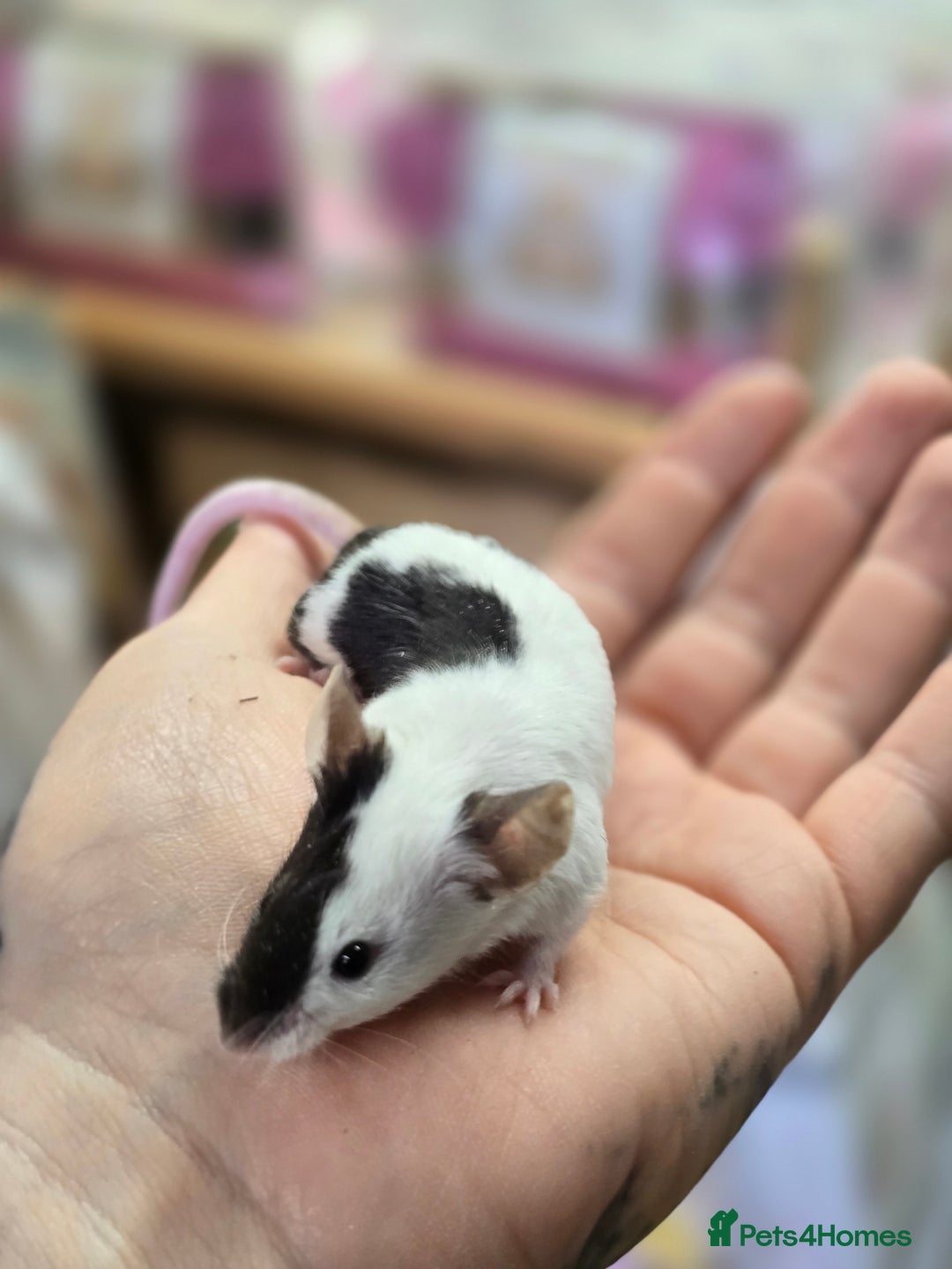 Mouse rodents for sale: Baby female mice available  - Advert 14