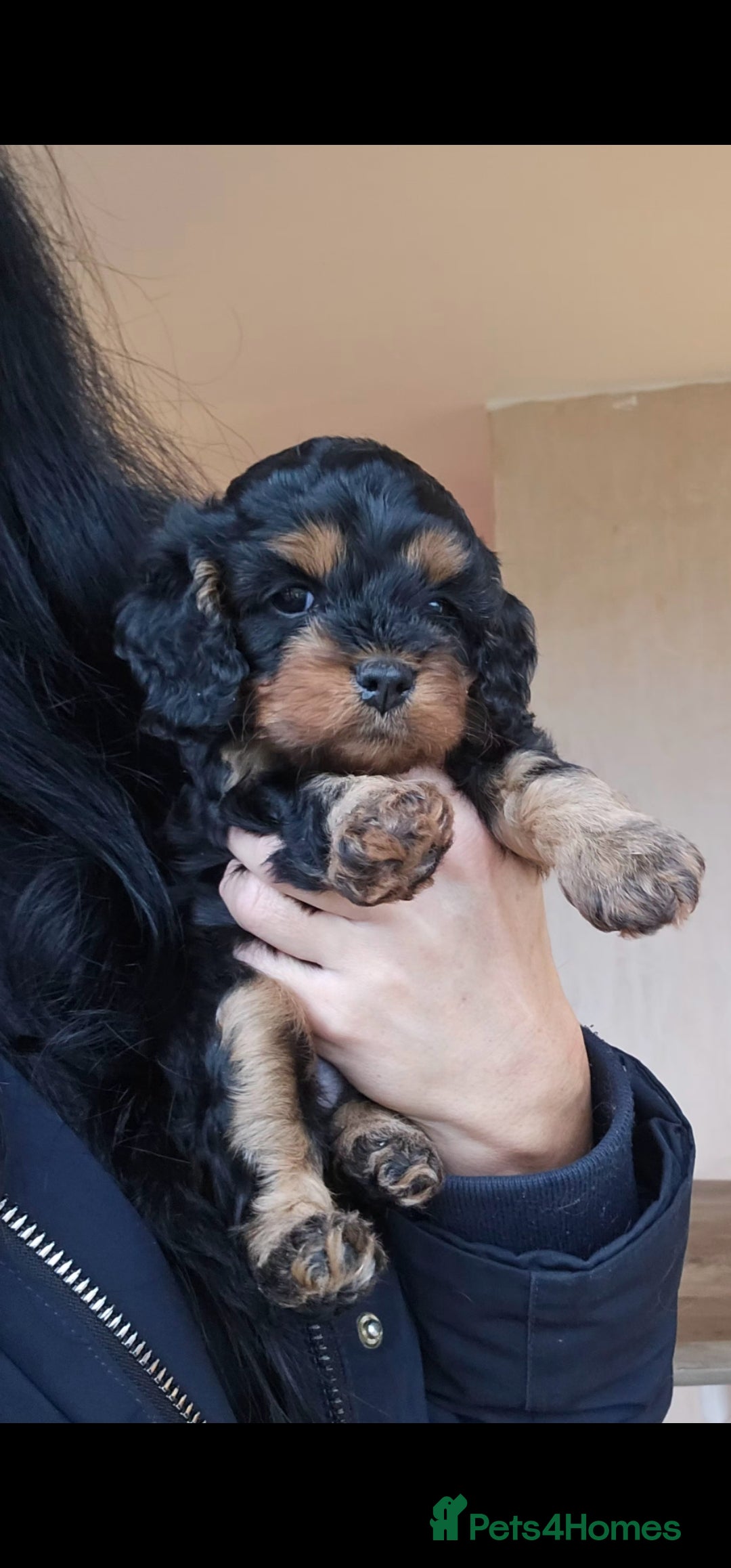 Toy Poodle dogs for stud: Toy poodle stud boy  in Blackburn - Advert 32