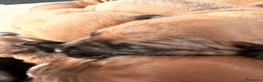 Rhodesian Ridgeback Puppy 1