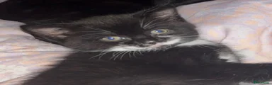 Domestic Shorthair 1