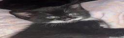 Domestic Shorthair cats for sale: Beautiful kittens looking for their forever home - Advert 2