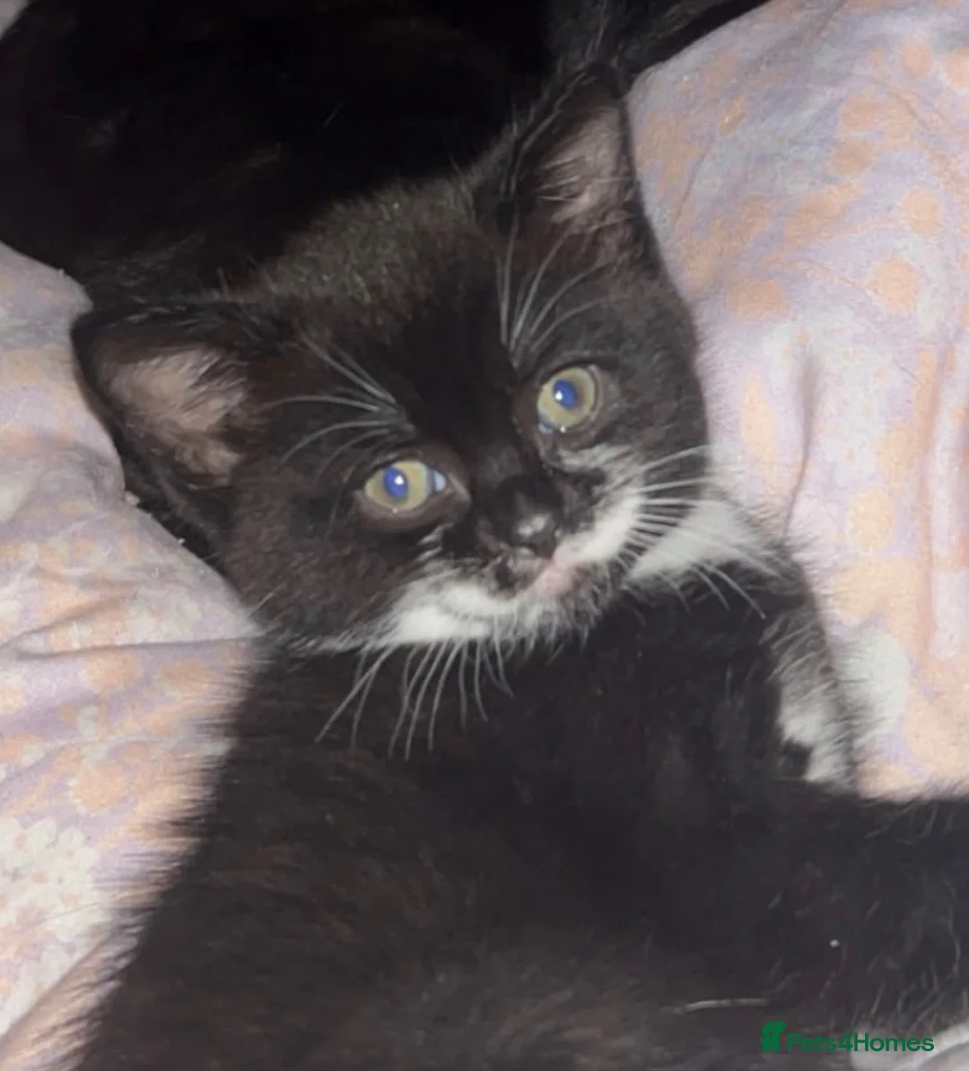 Domestic Shorthair cats for sale: Beautiful kittens looking for their forever home - Advert 2