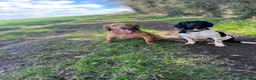 Mixed Breed dogs for sale: Sprockerdor looking for new home  - Advert 6