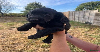 Cocker Spaniel dogs - Advert 1