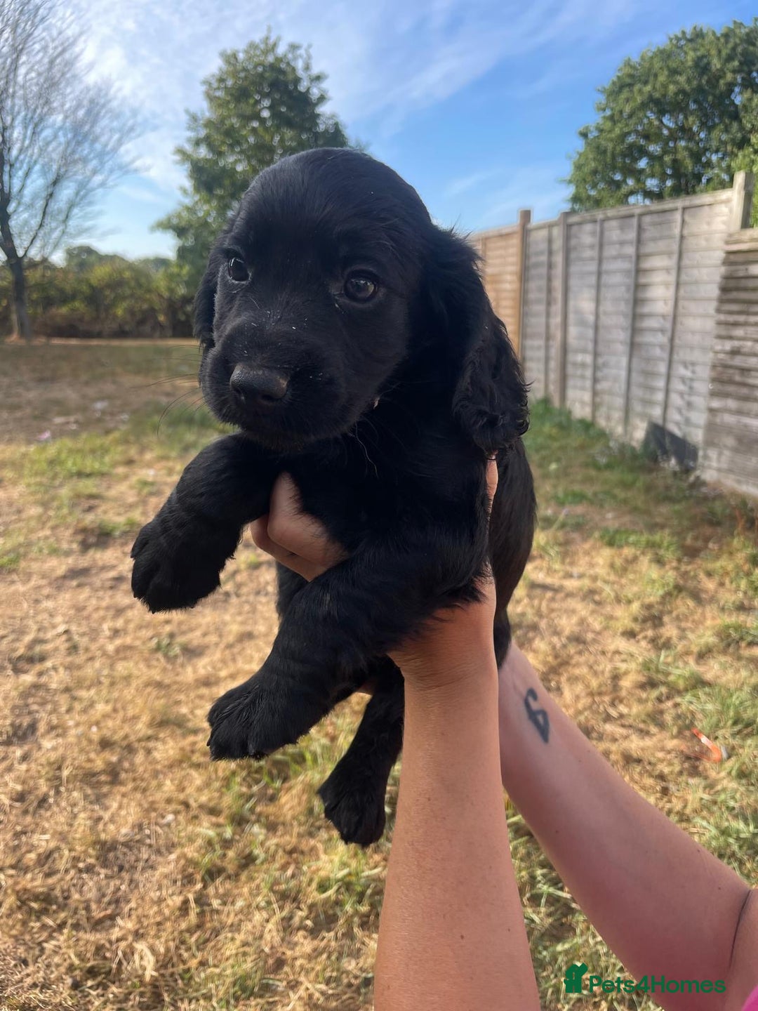 Cocker Spaniel dogs for sale: Cocker spaniels puppies - Image 2