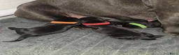 Staffordshire Bull Terrier dogs for sale: Stanning staffordshire bull terriers - Advert 6