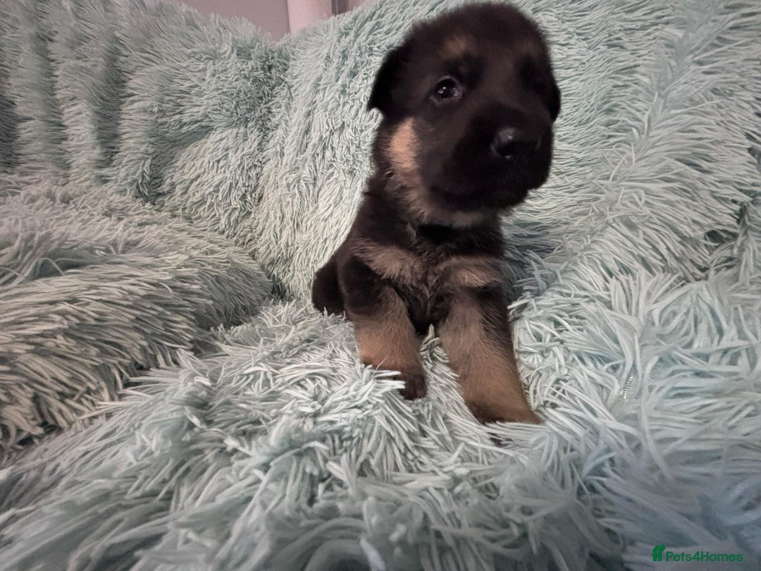 German Shepherd dogs for sale: German Shepard KC Reg Puppies in Scunthorpe - Image 22
