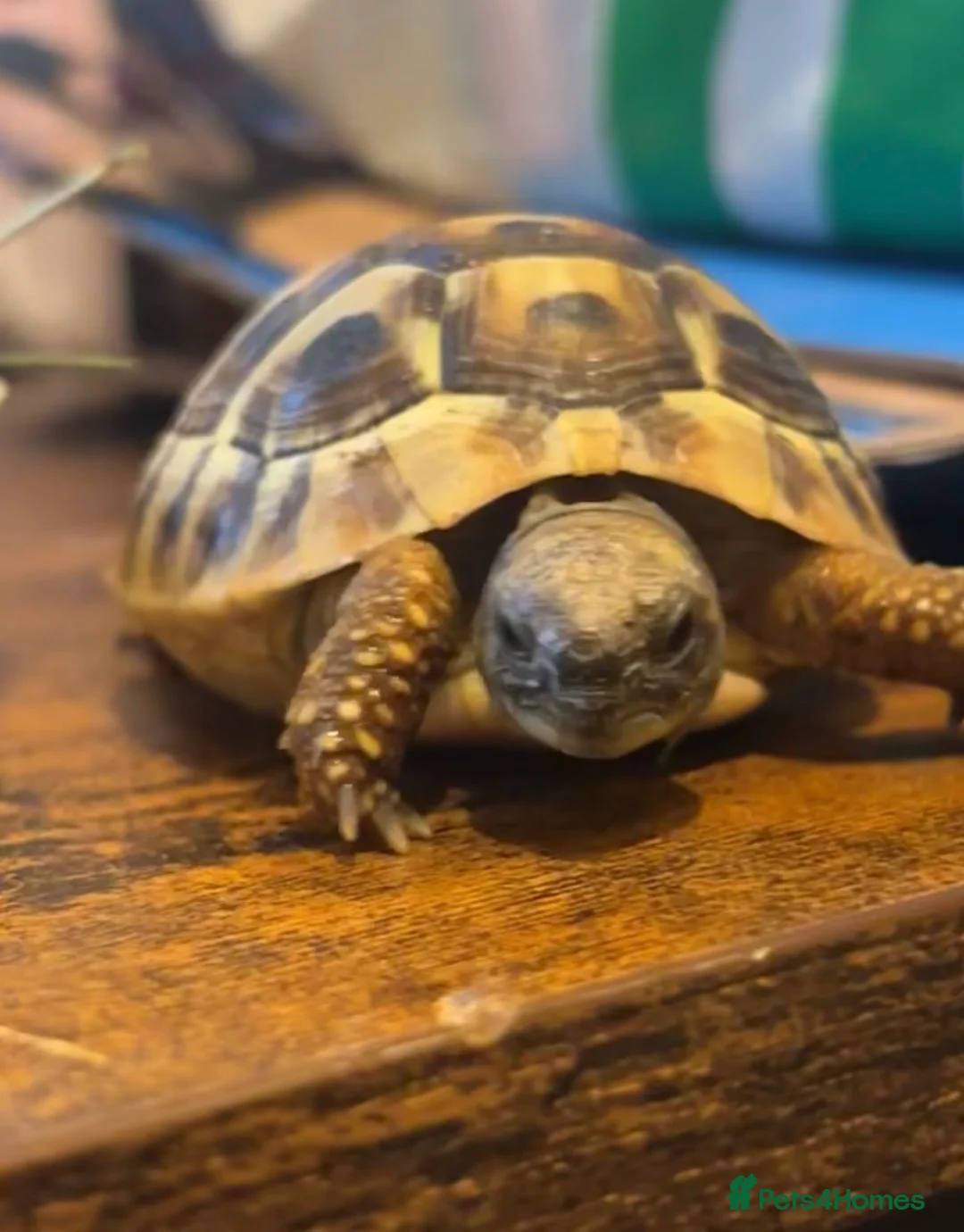 Hermann Tortoise reptiles for sale: Gorgeous Bosnian Hermann Tortoise with Cage Setup  in Lewes - Advert 4
