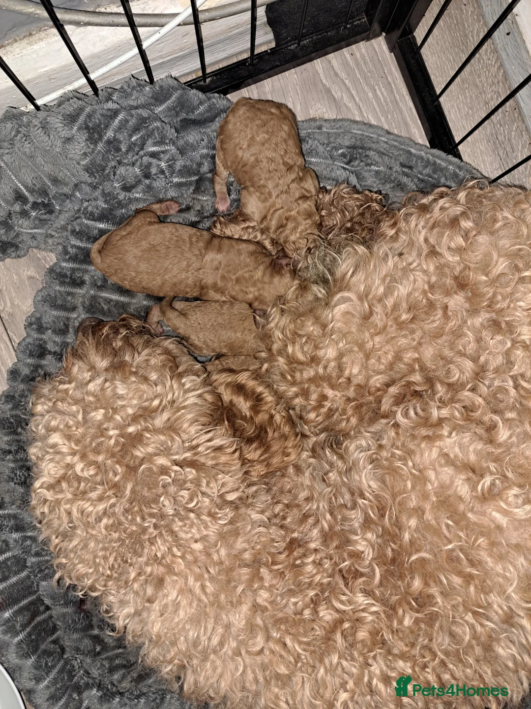 Cockapoo dogs for sale: Gorgeous toy cockapoos  in Nottingham - Advert 4
