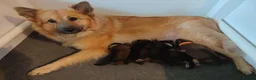 Eurasier dogs for sale: Eurasier Puppies - Kennel Club Registered - Advert 2