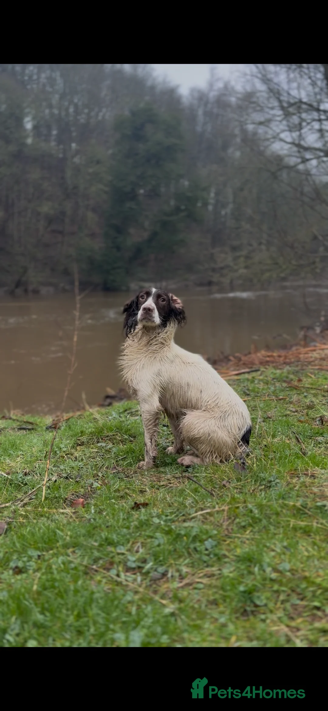 English Springer Spaniel dogs for stud: Springer Spaniel For Stud - Advert 1