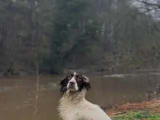 English Springer Spaniel dogs Springer Spaniel For Stud - Advert 3