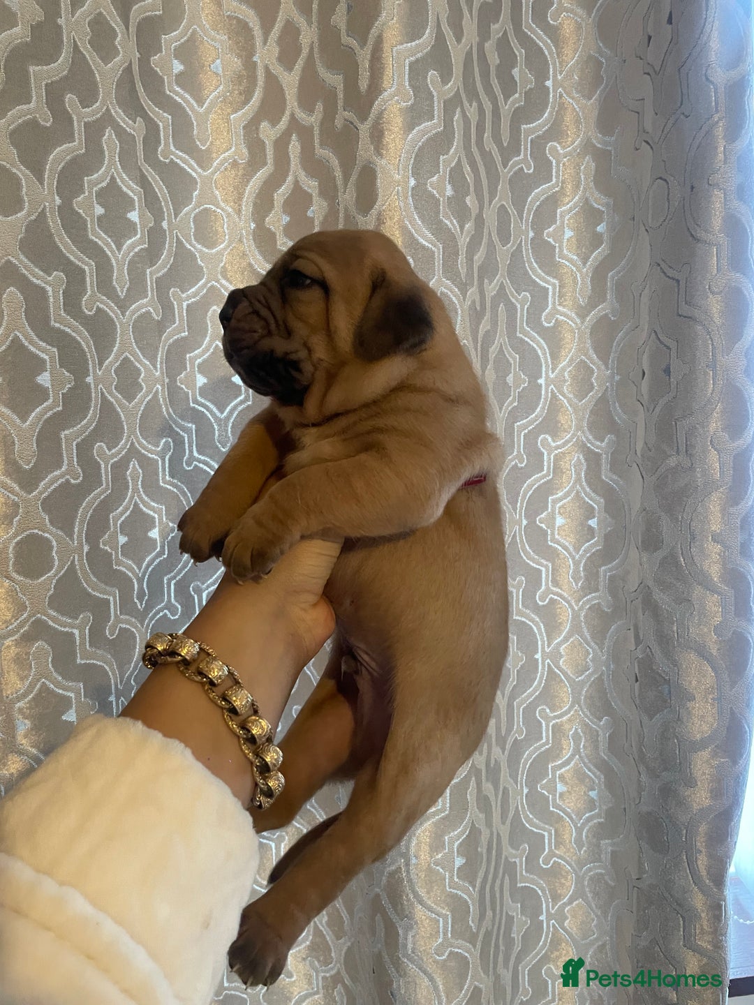 Dogue De Bordeaux dogs for sale: 3 beautiful dogue de bordeaux puppies for sale - Advert 5