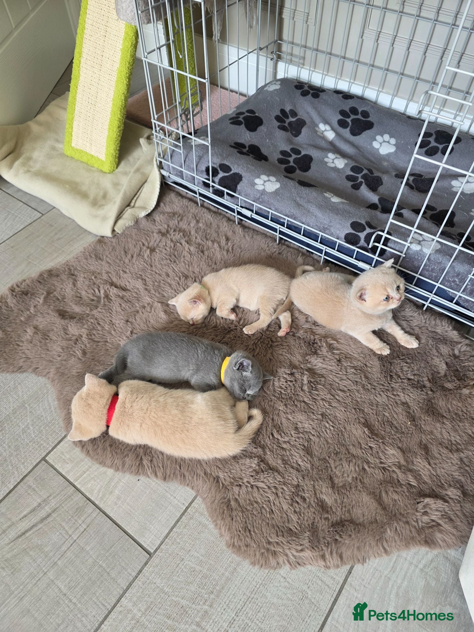 British Shorthair cats 3 cream male & 1 blue female British shorthairs.  - Advert 1