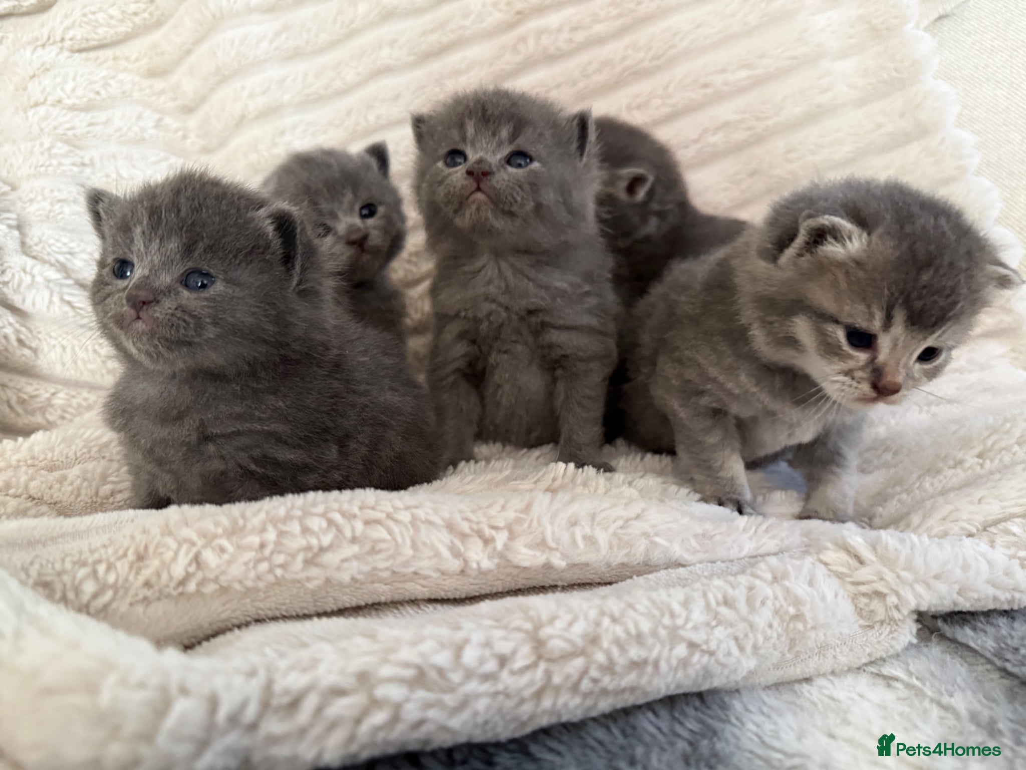 Scottish Fold cats Beautiful blue/grey Scottish fold   - Advert 7