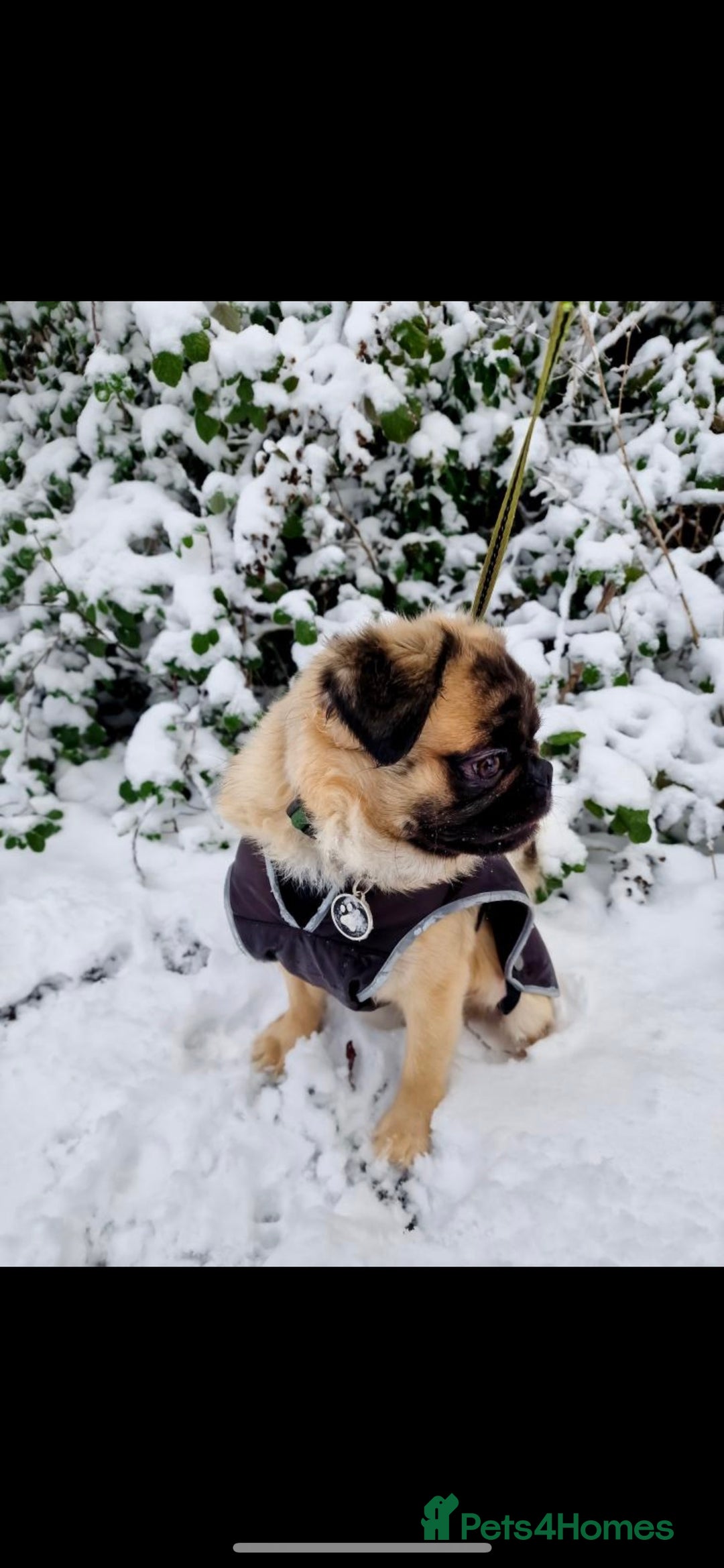 Pug dogs for stud: Merle n tan pug carrying fluffy & choc stud  in Harpenden - Advert 18