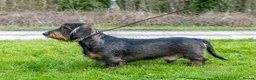Dachshund dogs for stud: CHAMPION LINES 0% COI WIREHAIRED DACHSHUND STUD  in Stockton-on-Tees - Advert 21