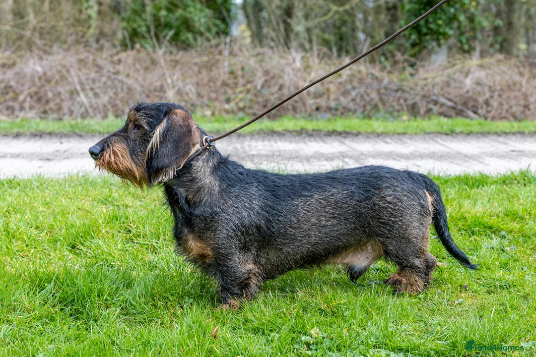 Dachshund dogs for stud: CHAMPION LINES 0% COI WIREHAIRED DACHSHUND STUD  in Stockton-on-Tees - Advert 21