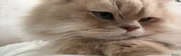 British Longhair cats for sale: Lilac Golden British Longhair  in London - Advert 4
