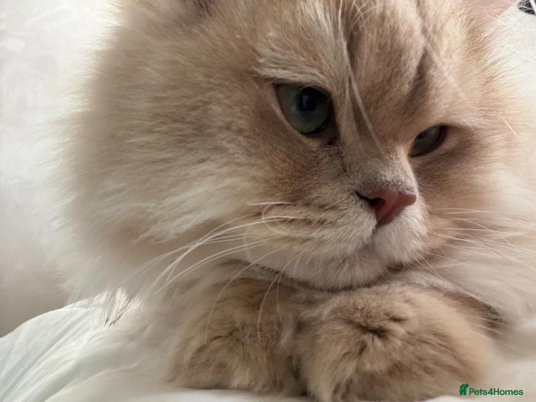 British Longhair cats for sale: Lilac Golden British Longhair  in London - Advert 4
