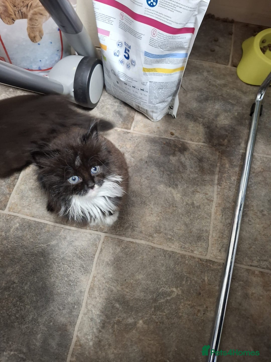 Mixed Breed cats for sale: For sale kittens 😸 ♥️  - Advert 2