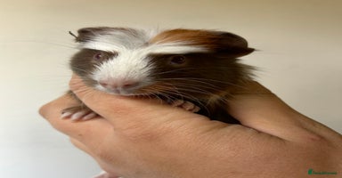 Guinea Pig rodents - Advert 11