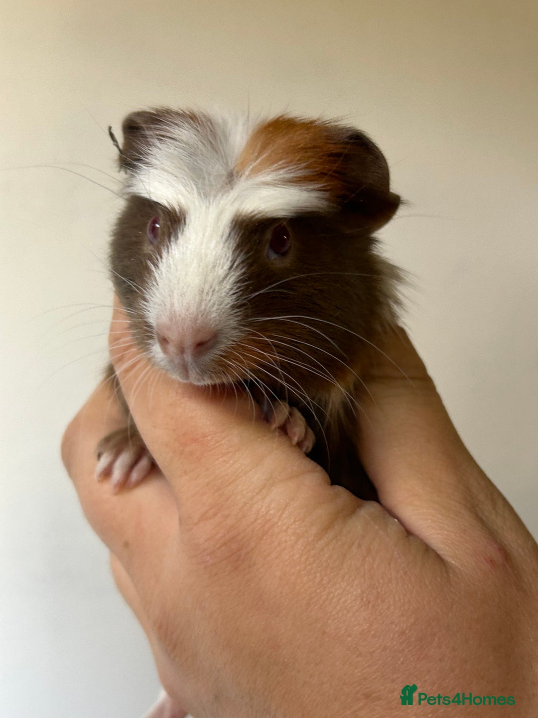 Guinea Pig rodents for sale: Beautiful Baby Guineapig For sale - Image 3