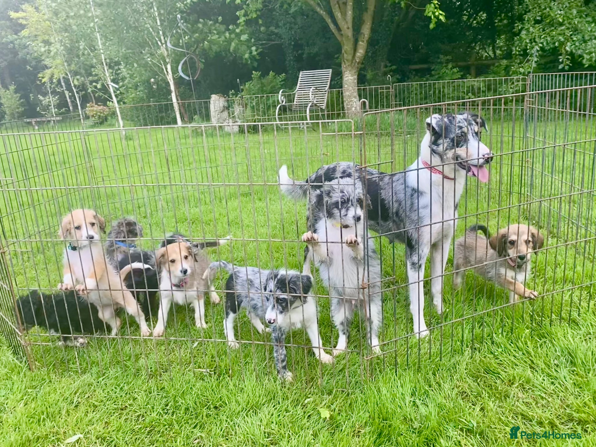 Bordoodle dogs for sale: Standard Bordoodle puppies- ready now - Advert 25