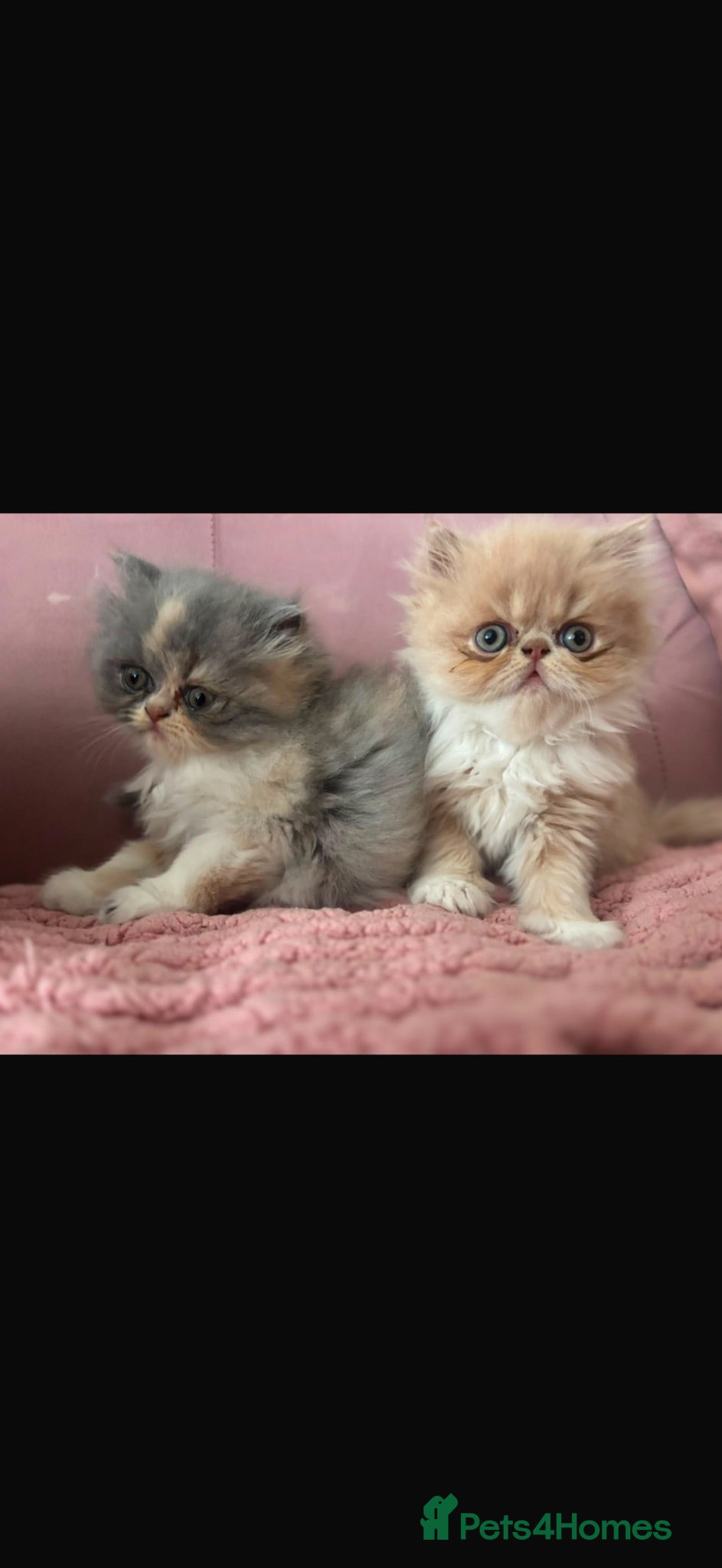 Persian cats Beautiful flat faced Persian kittens - Advert 2