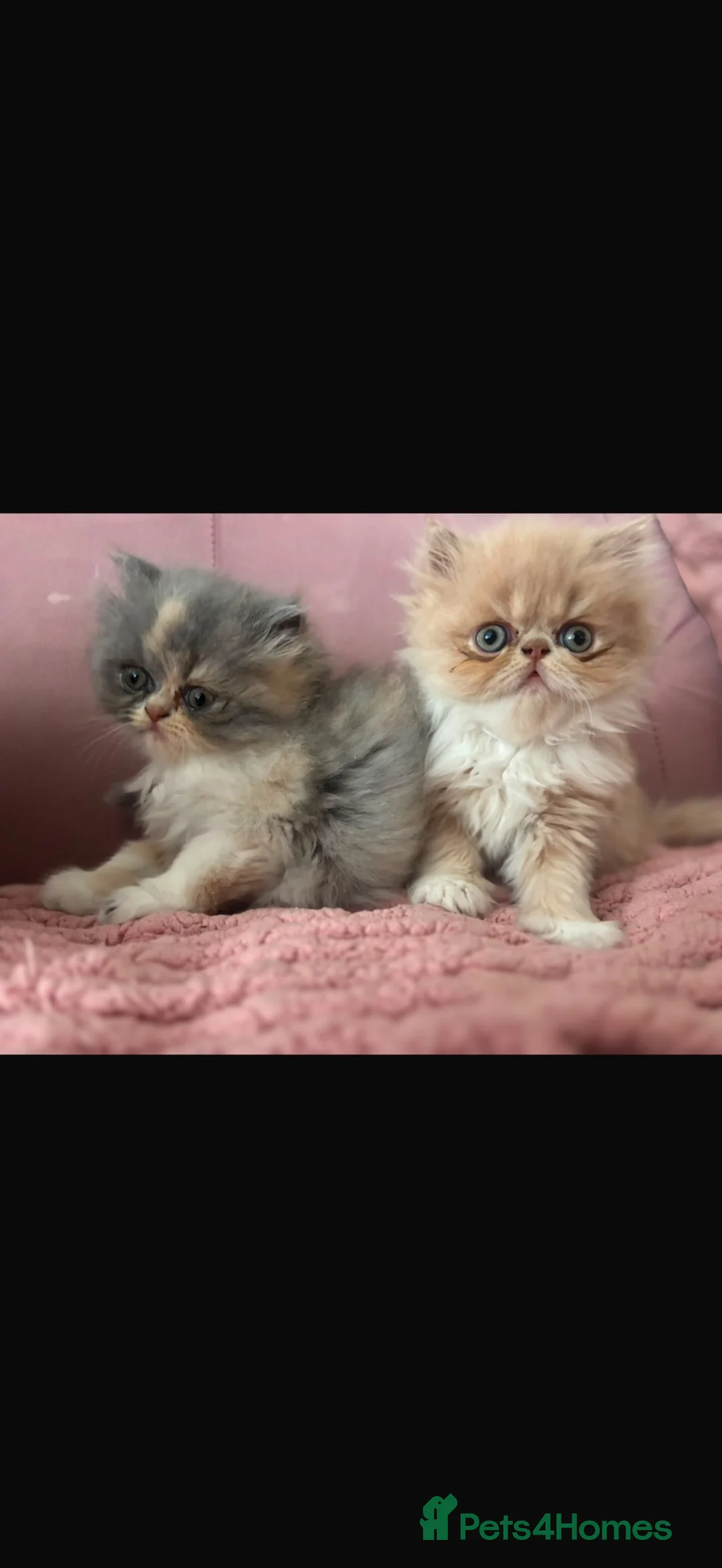 Persian cats for sale: Beautiful Persian kittens - Advert 2