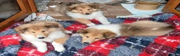 Rough Collie dogs for sale: Rough collie  in Tenterden - Advert 5